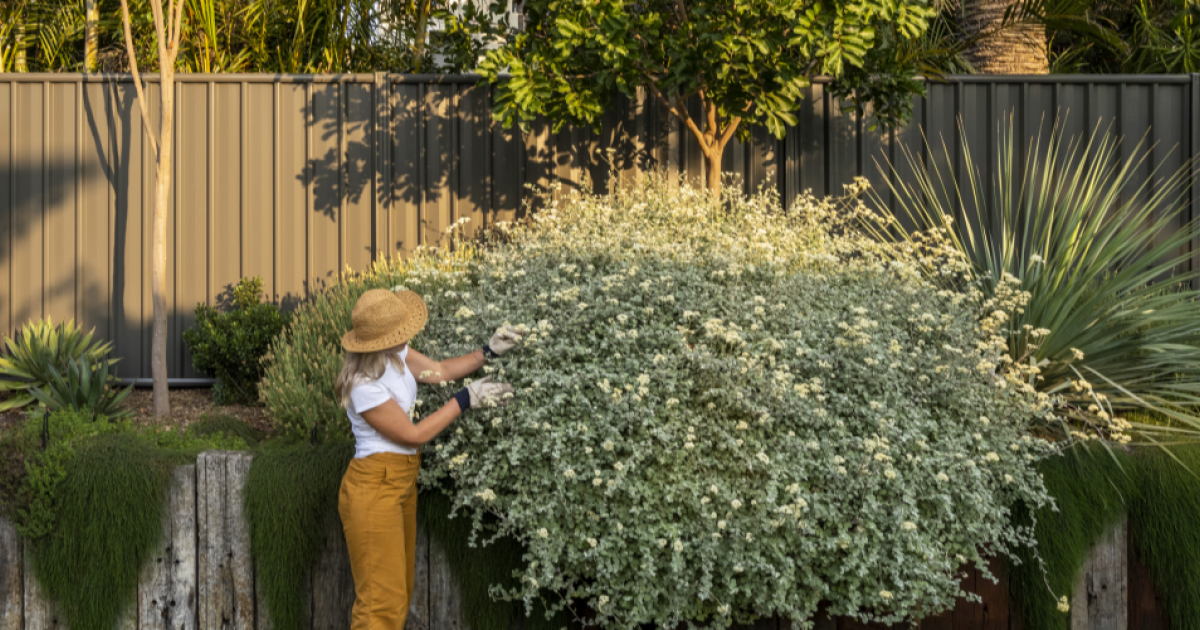 Colorbond fence price deals